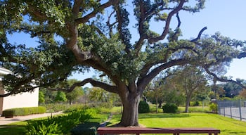 Hermann Park que inclui paisagem e um jardim