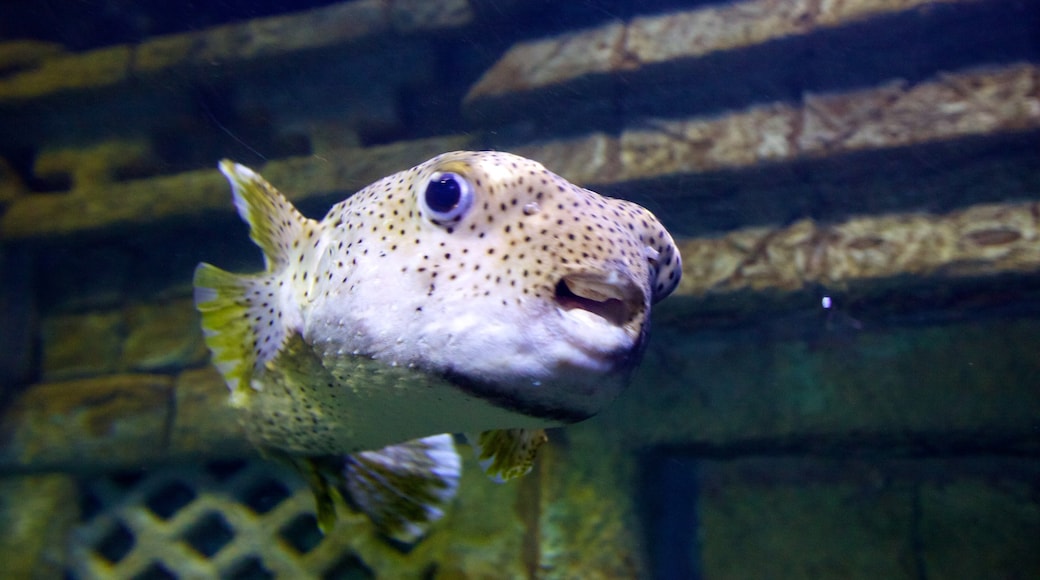 Acuario Downtown mostrando vida marina