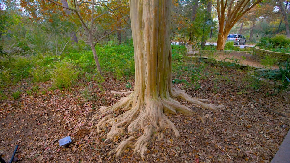 Houston Arboretum and Nature Center showing autumn leaves, landscape views and forest scenes