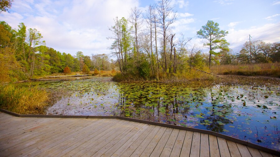 Boardwalk trail overlooking a pond with lily pads at the Houston Arboretum and Nature Center, a peaceful urban nature retreat.