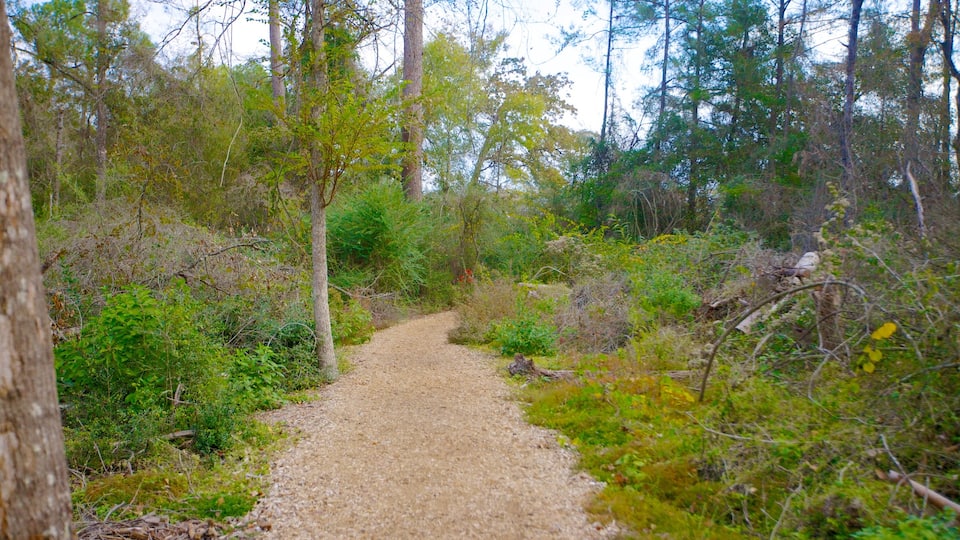 Houston Arboretum and Nature Center showing forest scenes, a park and landscape views