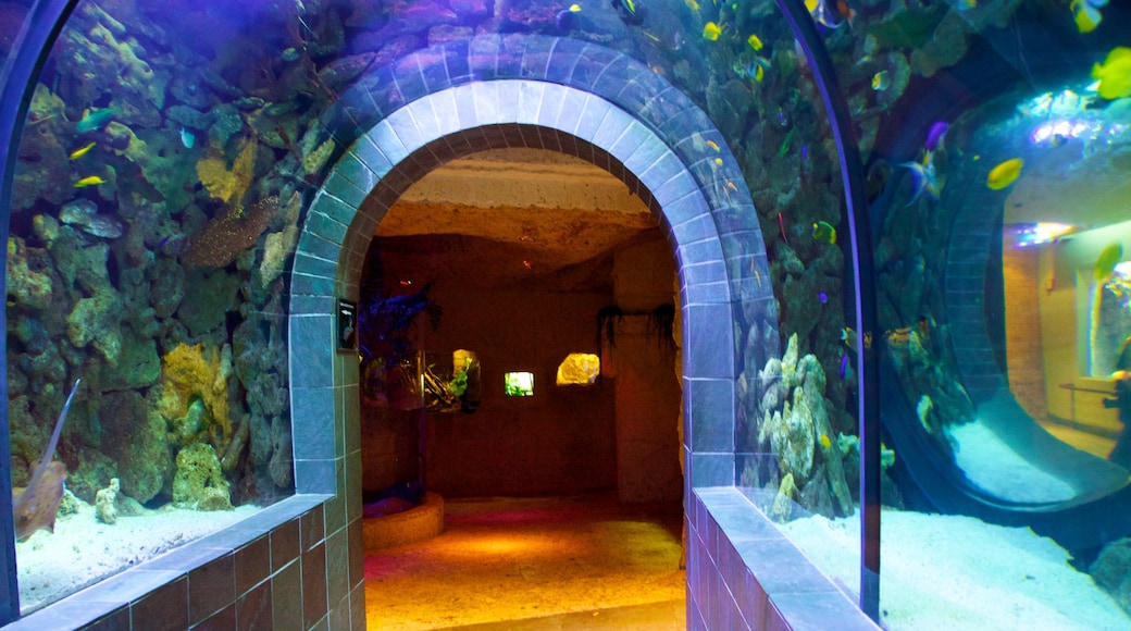 Visit Dallas World Aquarium in Downtown Dallas - 23824 Dallas WorlD Aquarium Visit Dallas World Aquarium in Downtown Dallas - 23824 Dallas WorlD Aquarium