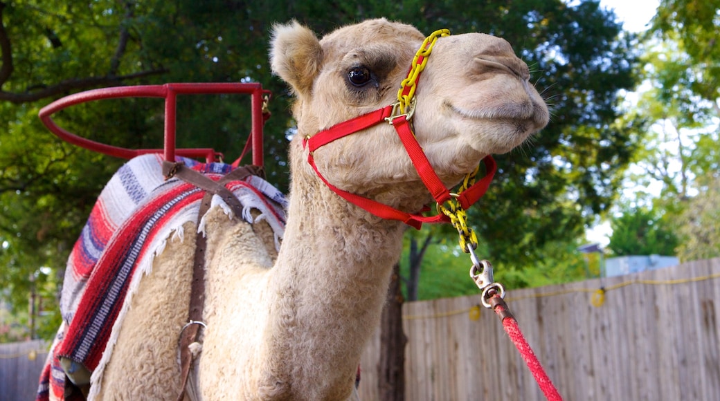 Zoológico de Dallas que incluye animales terrestres y animales de zoológico