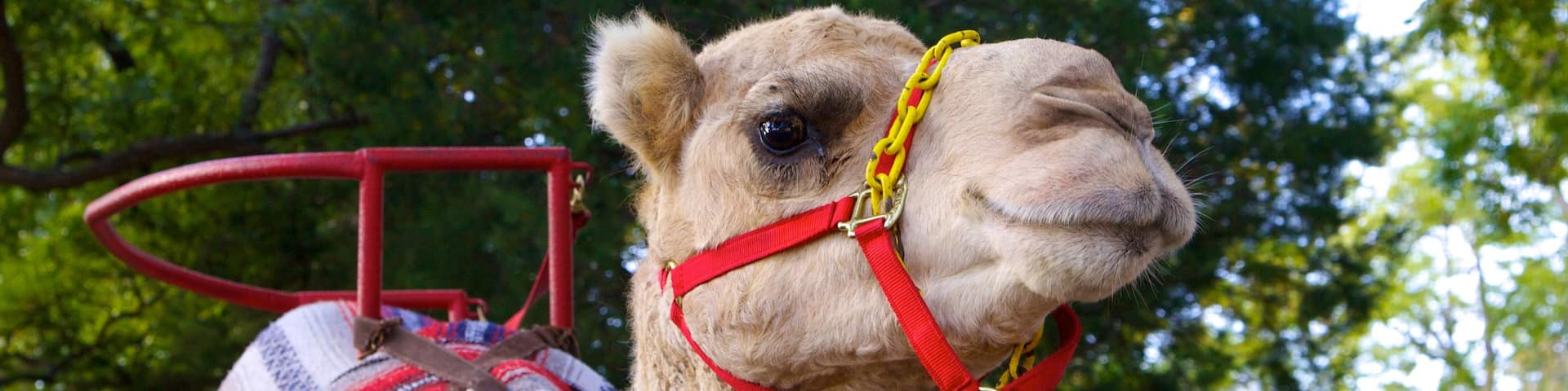 Dallas Zoo qui includes animaux terrestres et animaux de zoo