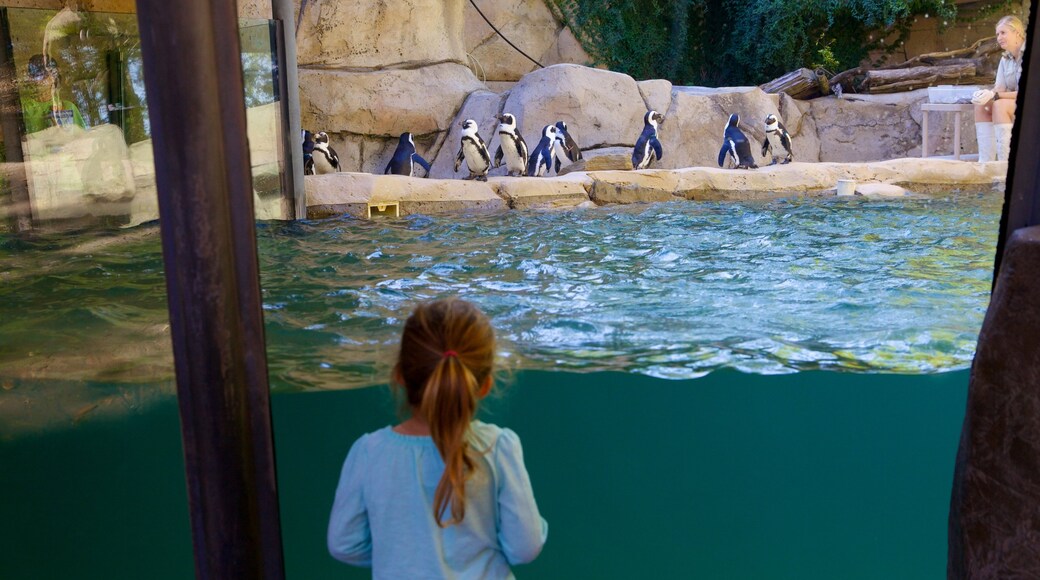 Dallas Zoo showing zoo animals and marine life as well as an individual child