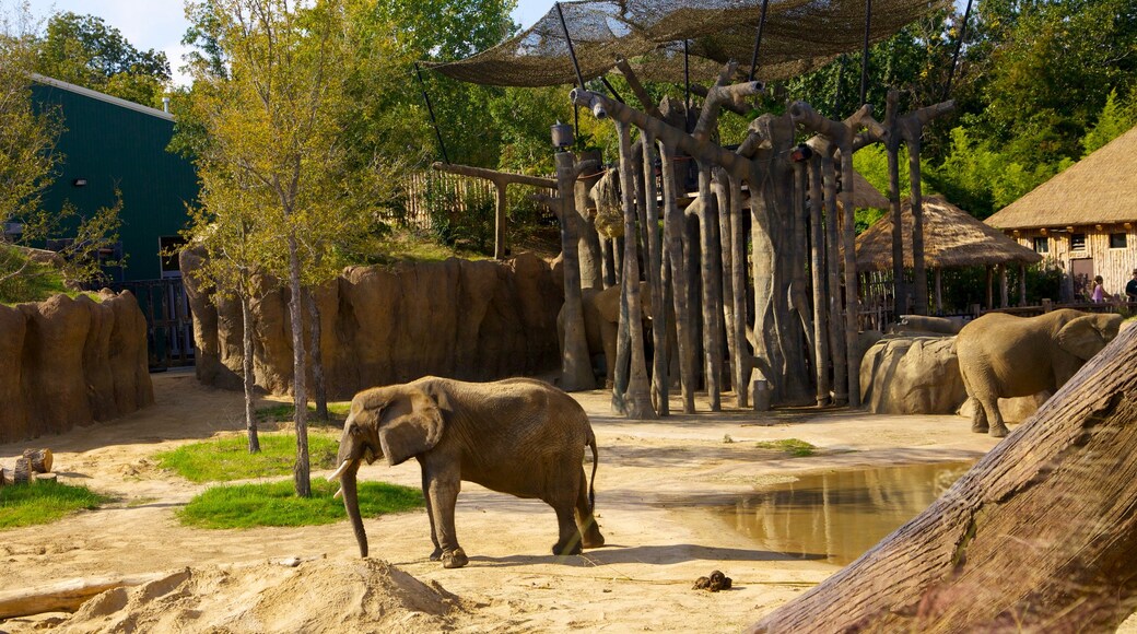 Dallas Zoo showing landscape views, land animals and zoo animals