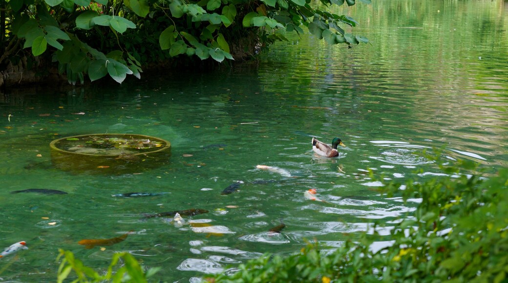 Japanese Tea Gardens which includes landscape views, a pond and a garden