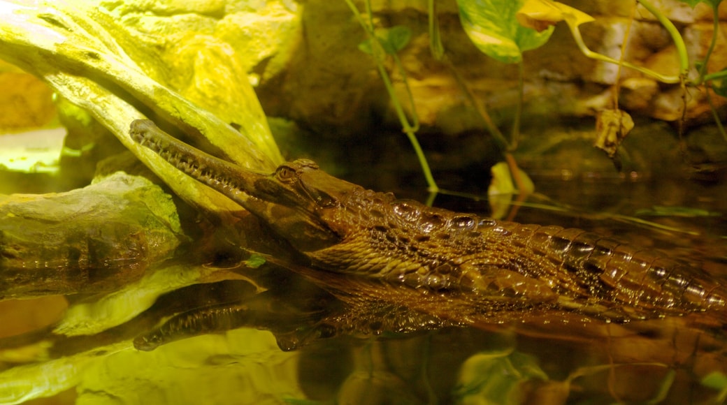 Zoológico y Acuario de San Antonio ofreciendo animales peligrosos y animales del zoo