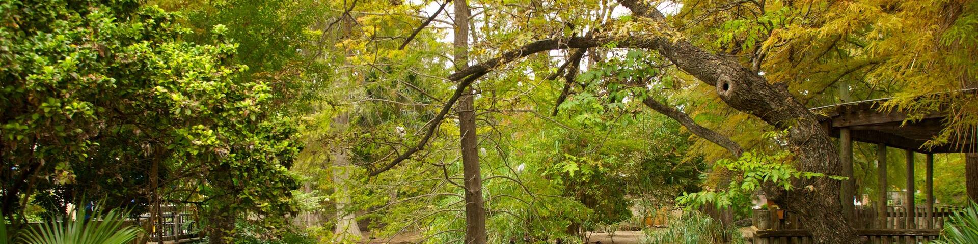 San Antonio Zoo and Aquarium which includes landscape views, a pond and forests