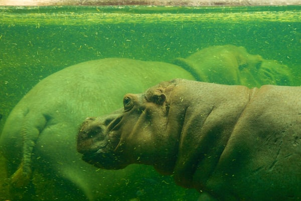 San Antonio Zoo and Aquarium mettant en vedette vues intérieures, animaux de zoo et vie marine