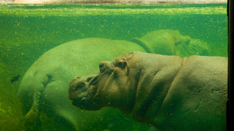 Zoológico y Acuario de San Antonio mostrando vida marina, vistas interiores y animales del zoológico