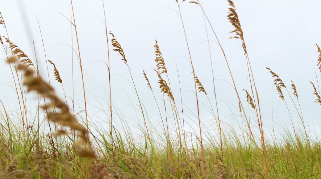 Back Bay National Wildlife Refuge som visar stillsam natur