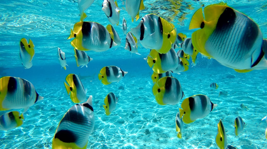 Bora Bora featuring marine life