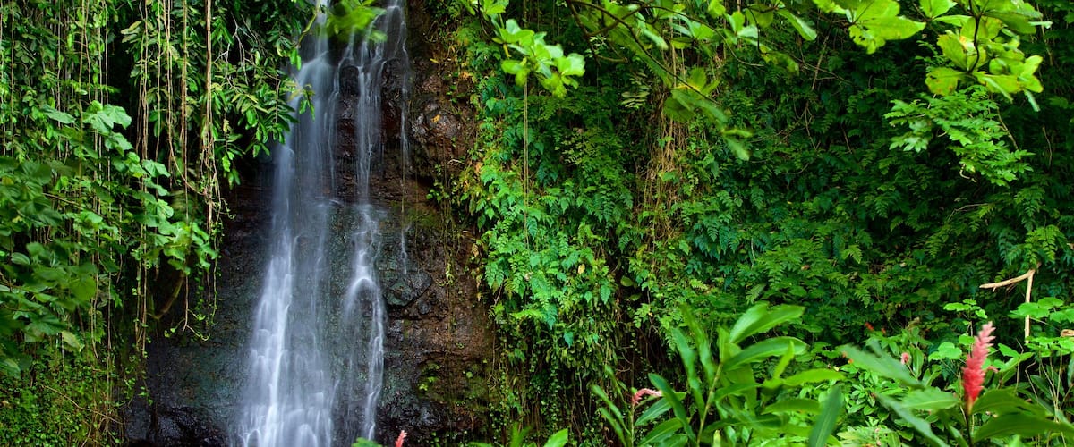 The Water Gardens of Vaipahi featuring a waterfall