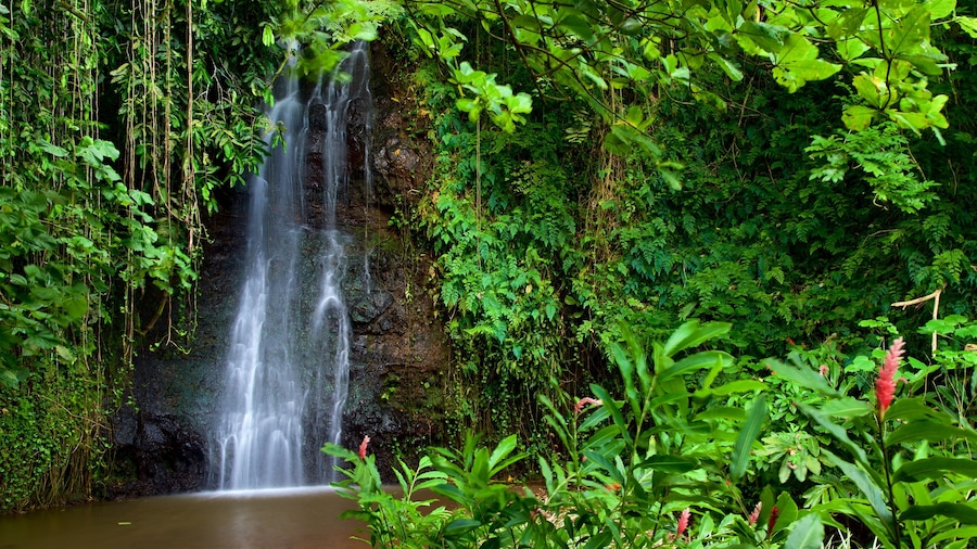 The Water Gardens of Vaipahi which includes a cascade