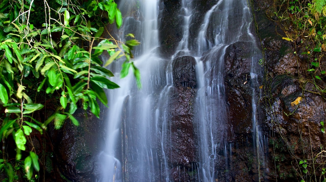 The Water Gardens of Vaipahi showing a cascade