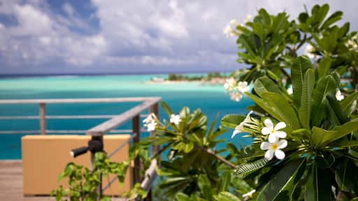 Sofitel Motu caracterizando cenas tropicais, flores silvestres e paisagens litorâneas