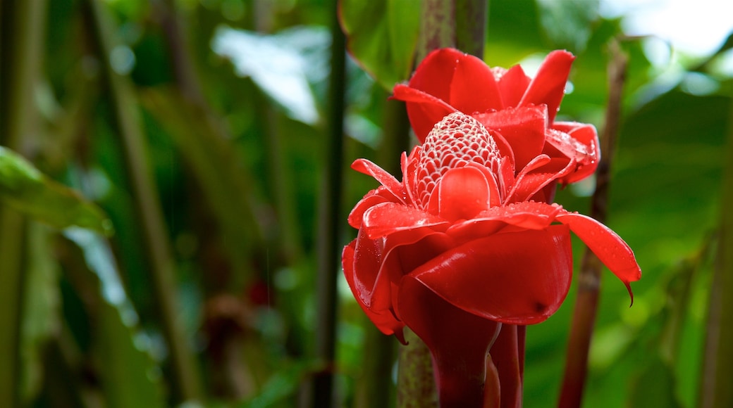 The Water Gardens of Vaipahi welches beinhaltet Wildblumen