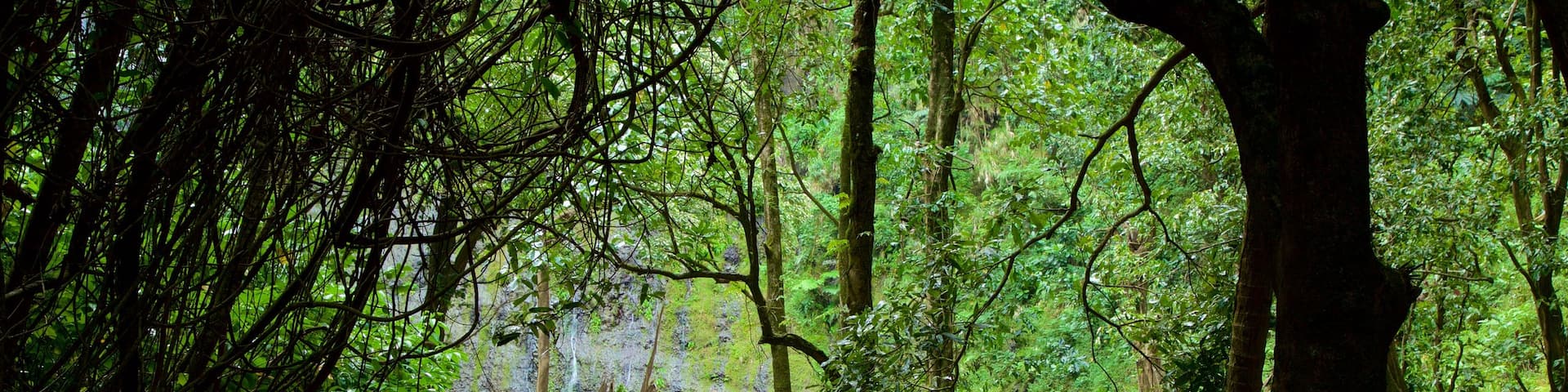 Faarumai-WasserfÀlle mit einem WÀlder