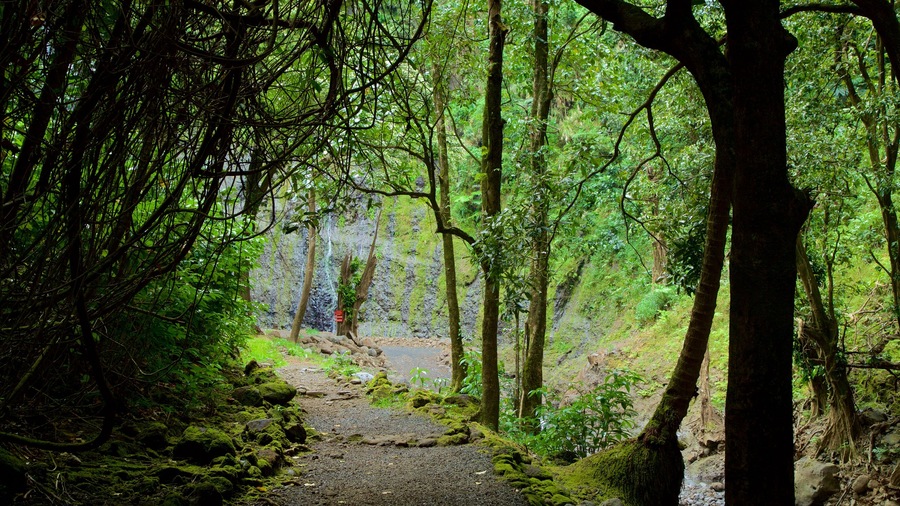 Faarumai Waterfalls which includes forests