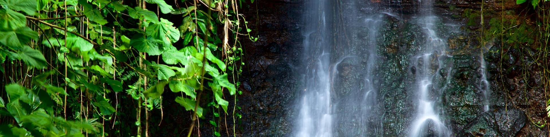 The Water Gardens of Vaipahi featuring a waterfall