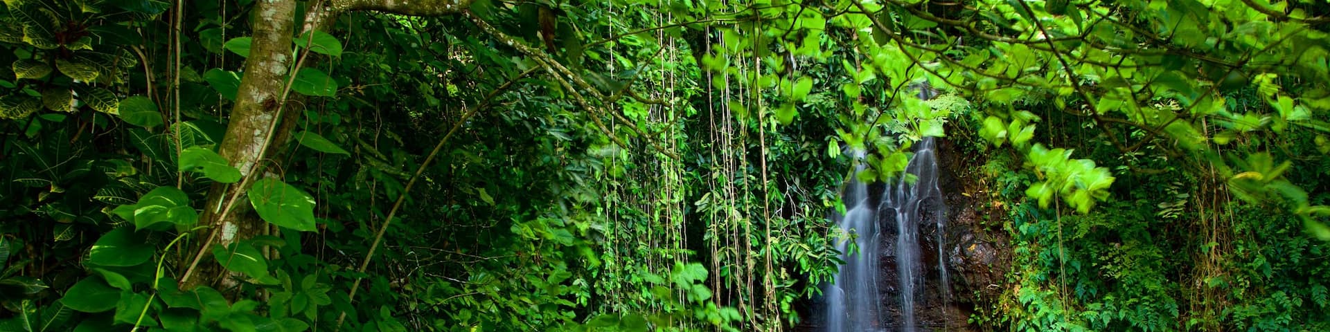 The Water Gardens of Vaipahi featuring a river or creek, forests and a cascade