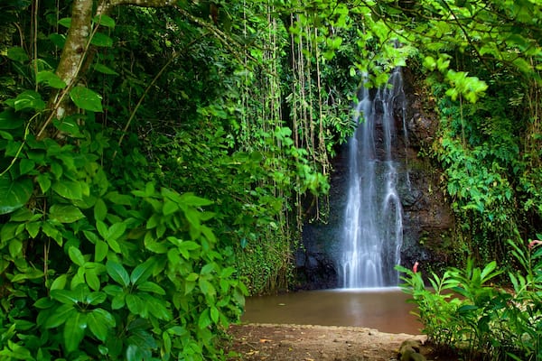 Jardin d’eau de Vaipahi mettant en vedette scènes forestières, cascade et rivière ou ruisseau
