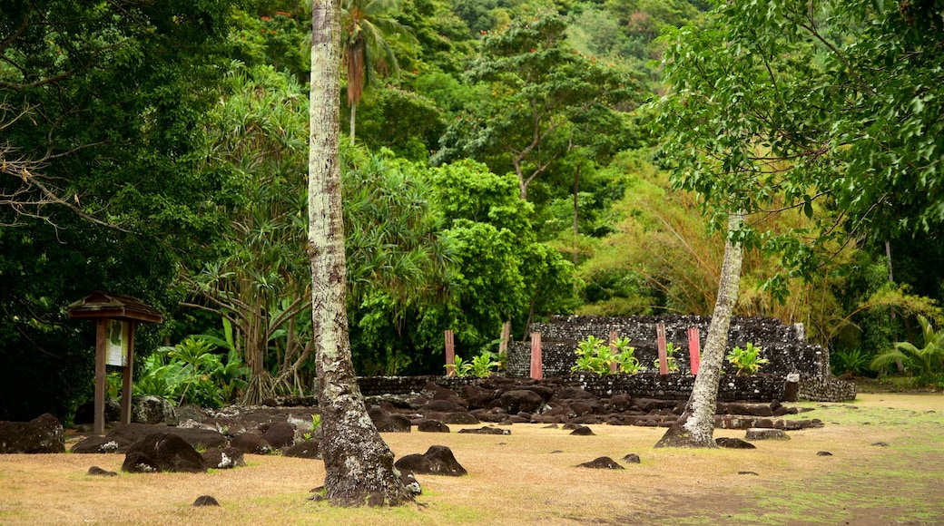 เทวสถาน Marae Arahurahu เนื้อเรื่องที่ ทิวทัศน์ป่า