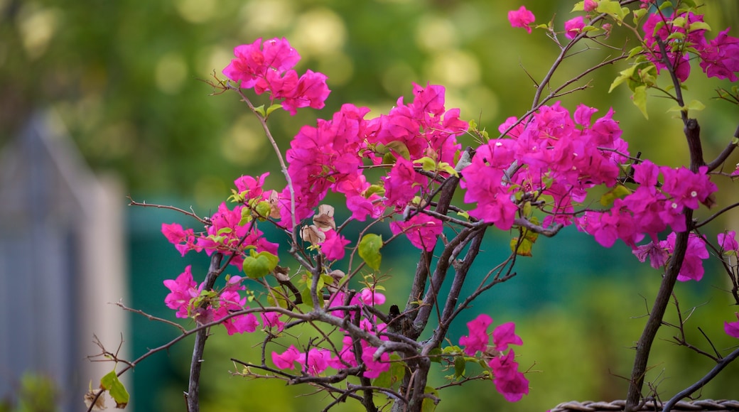 Matira Point bevat wilde bloemen