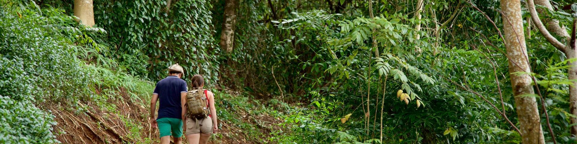Belvedere Lookout showing hiking or walking and forests as well as a couple