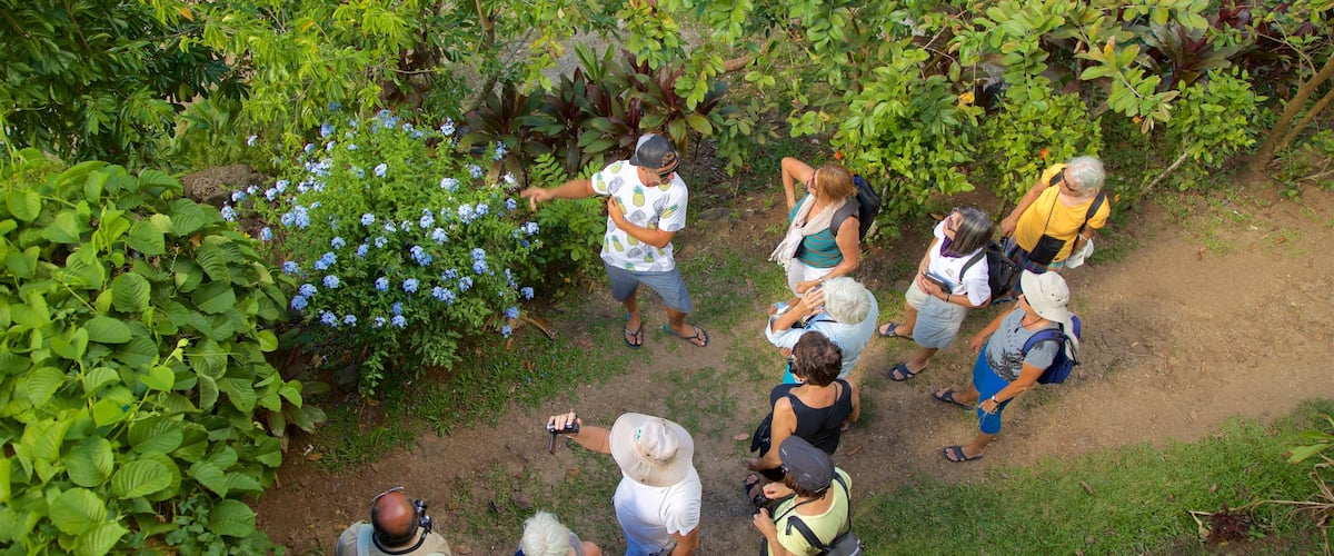 Jardin tropical de Moorea montrant fleurs sauvages et parc aussi bien que petit groupe de personnes