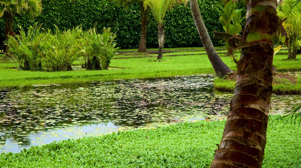 The Water Gardens of Vaipahi which includes a pond and a park