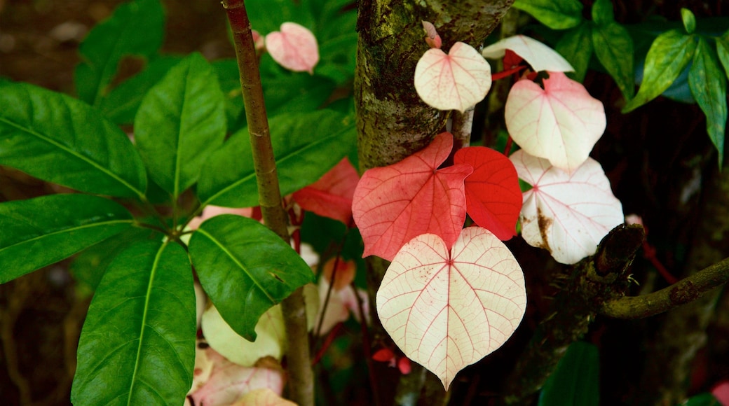 Jardines de agua de Vaipahi que incluye flores silvestres