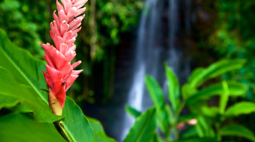 Jardines de agua de Vaipahi que incluye flores silvestres