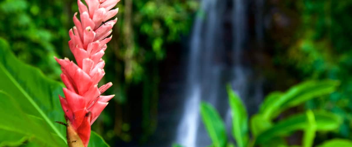 The Water Gardens of Vaipahi showing wild flowers