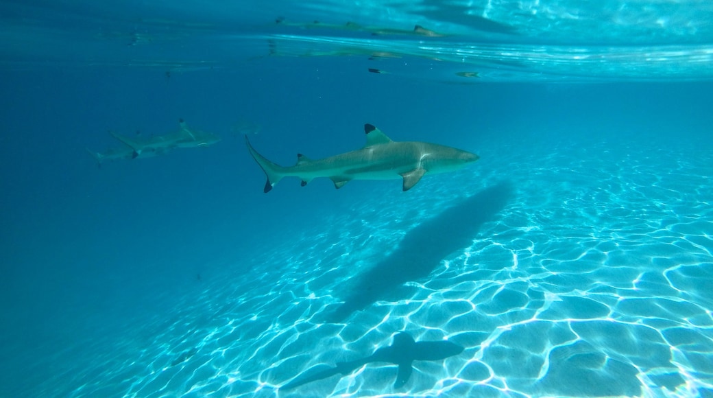 Tiahura Beach showing marine life and tropical scenes