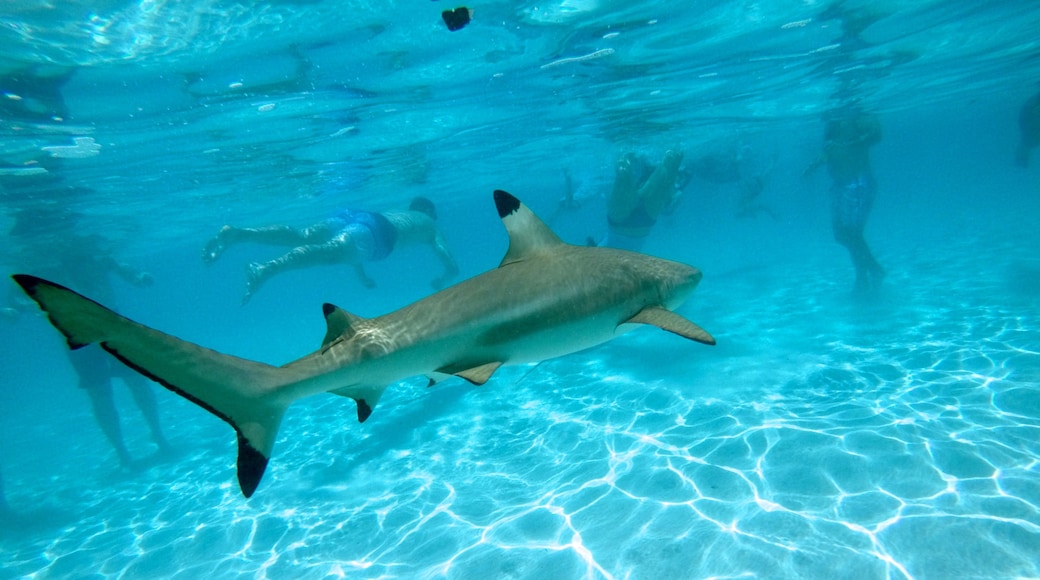 Spiaggia di Tiahura che include paesaggio tropicale e animali marini cosi come un piccolo gruppo di persone