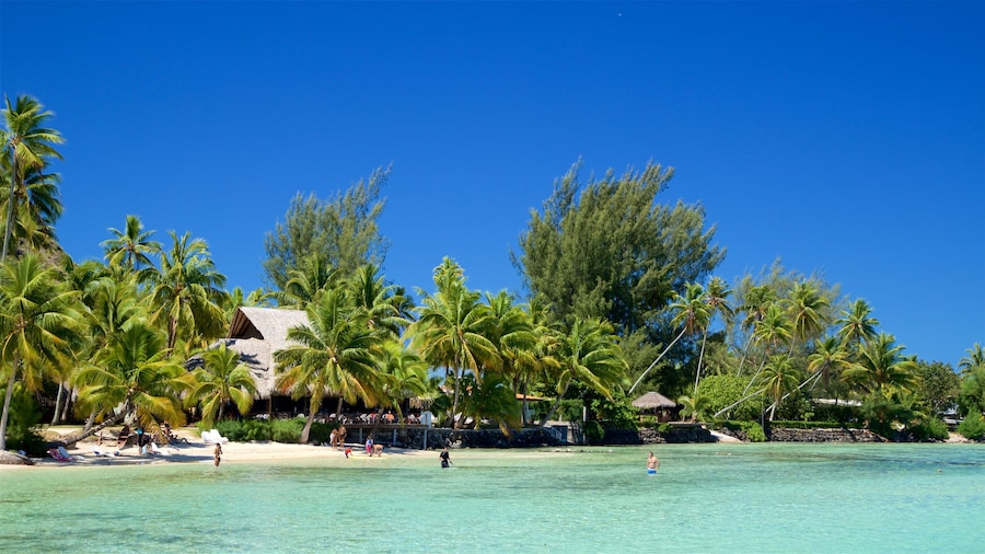 Tiahura Beach showing tropical scenes and general coastal views