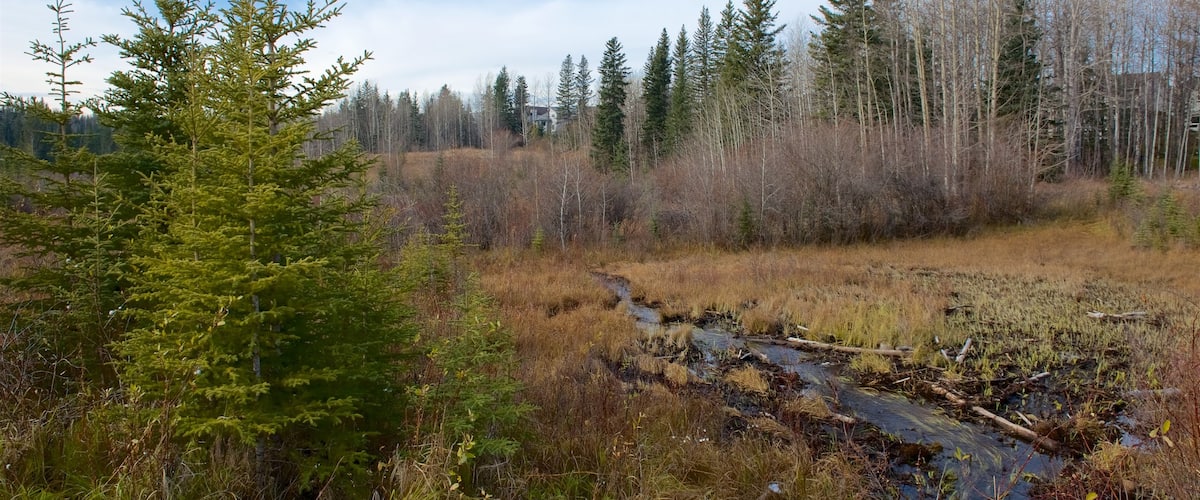 Jasper National Park which includes tranquil scenes