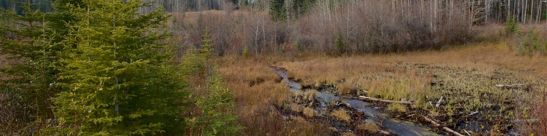 ฮินตัน, แอลเบอร์ตา, แคนาดา