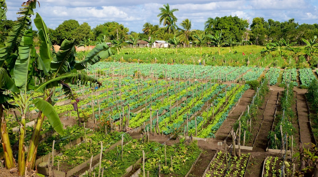 Topes de Collantes National Park showing farmland