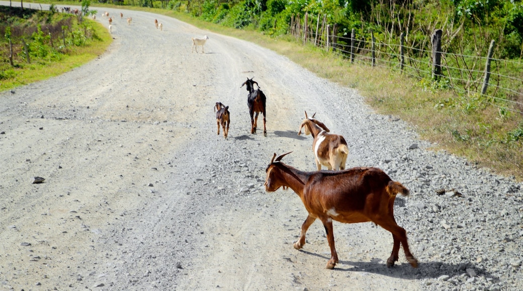 Topes de Collantes National Park mostrando escenas tranquilas y animales domésticos