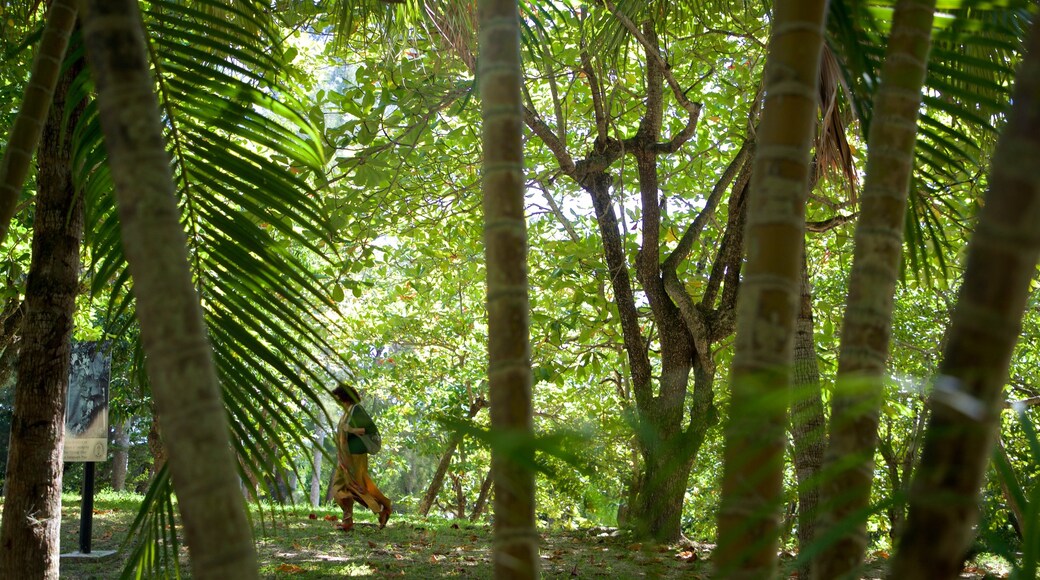 Ernest Hemingway Museum showing a park as well as an individual female