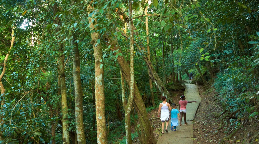 Arco Iris Waterfall featuring forests as well as a family