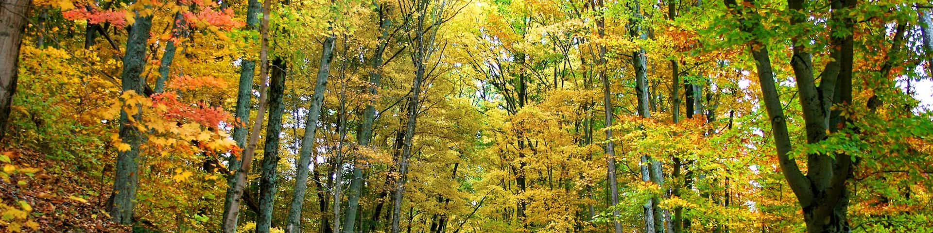 Brown County State Park which includes autumn leaves and forest scenes