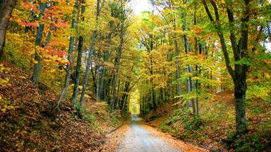 Brown County State Park which includes autumn leaves and forest scenes