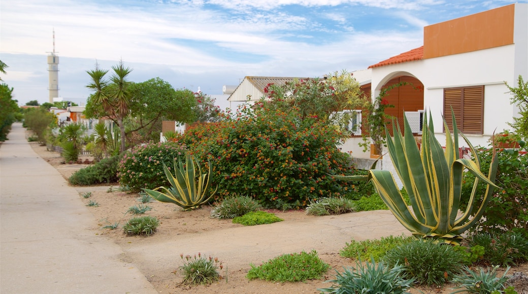 Algarve mit einem Wildblumen