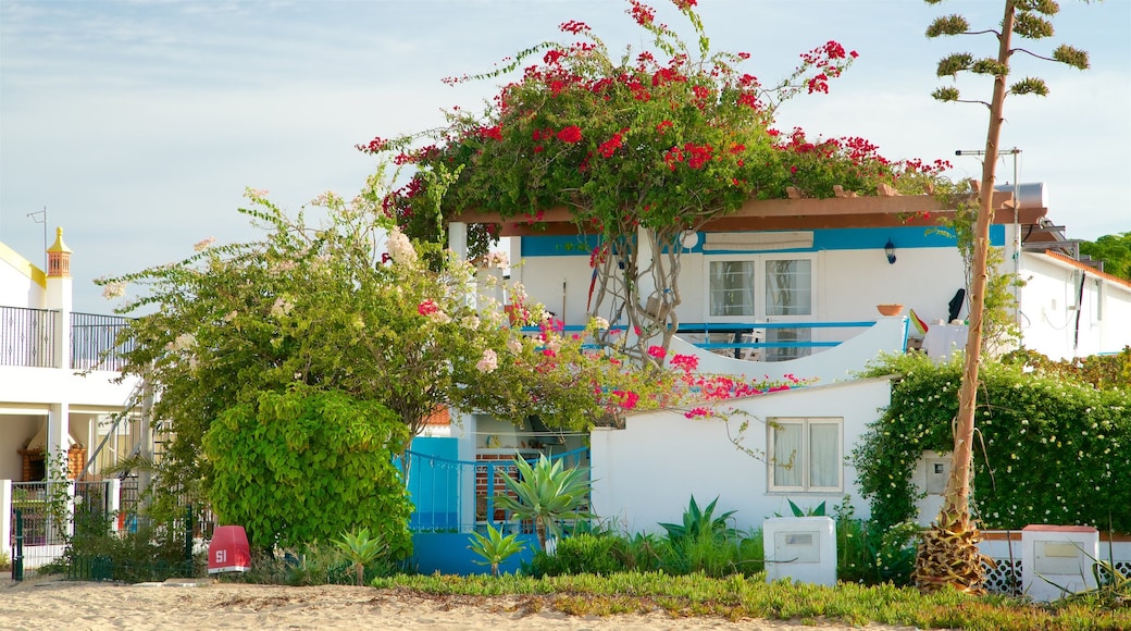 Ilha da Culatra Beach showing wild flowers