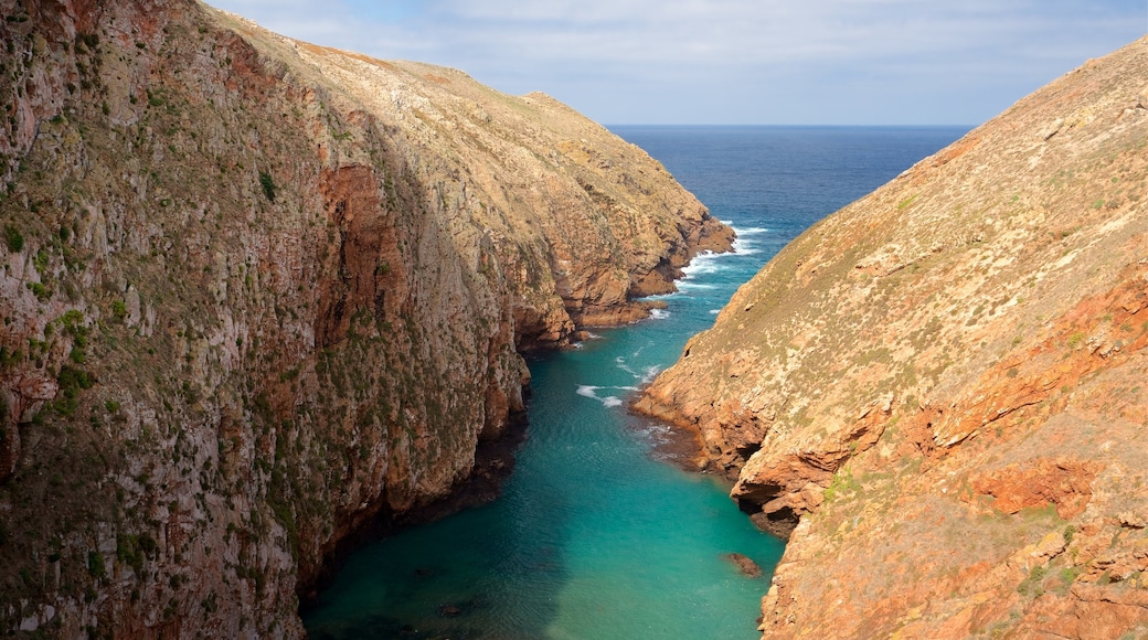 Berlenga Island mostrando vista della costa e costa rocciosa