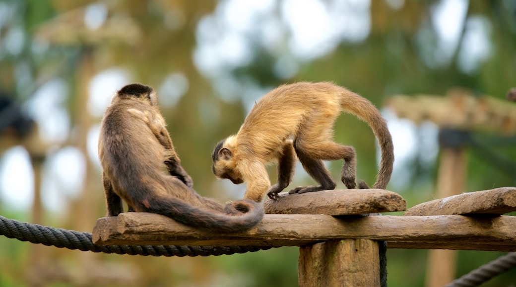 Lagos Zoo showing cuddly or friendly animals and zoo animals